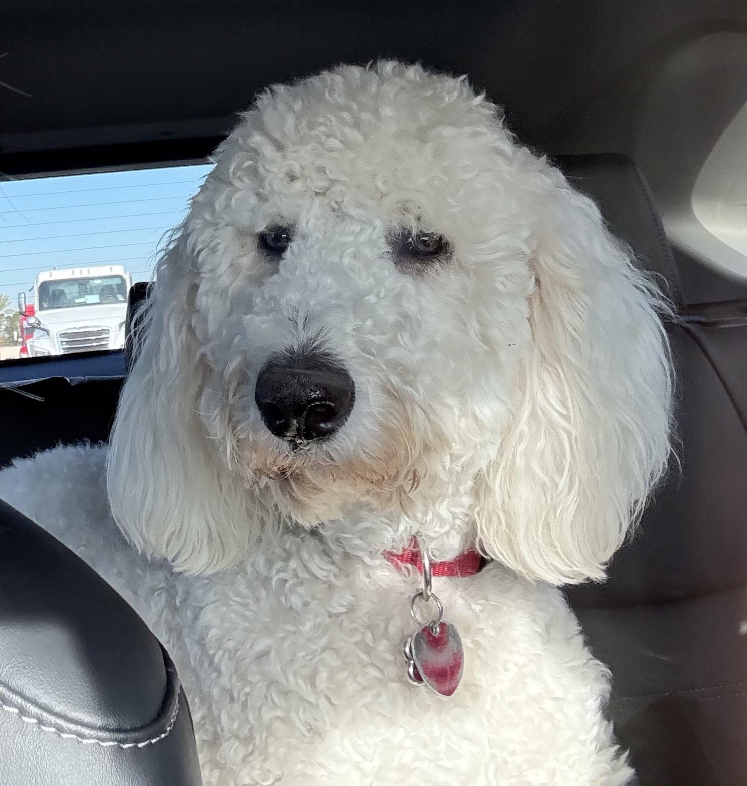 Teddy, a ADOPTABLE mixed breed in Calabogie , ON image 2/3