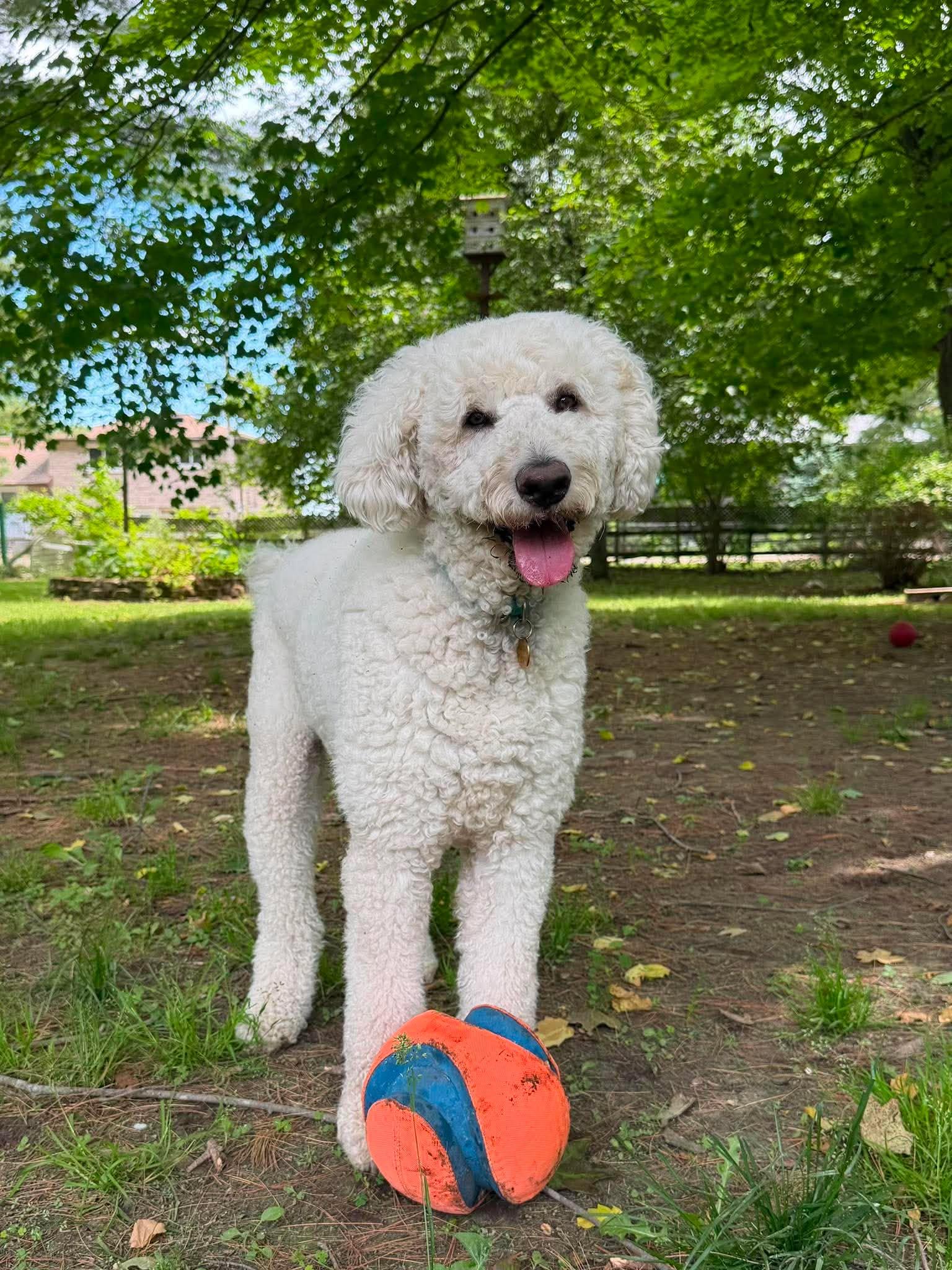 Teddy, a ADOPTABLE mixed breed in Calabogie , ON image 3/3