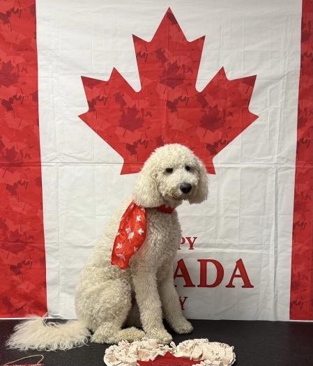 Teddy, a ADOPTABLE mixed breed in Calabogie , ON image 1/3