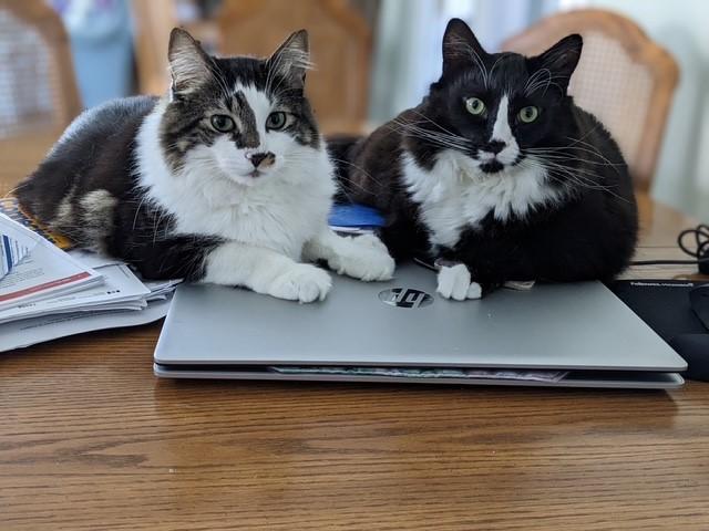 Bert & Ernie, ADOPTABLE, Adult Male Domestic Long Hair.