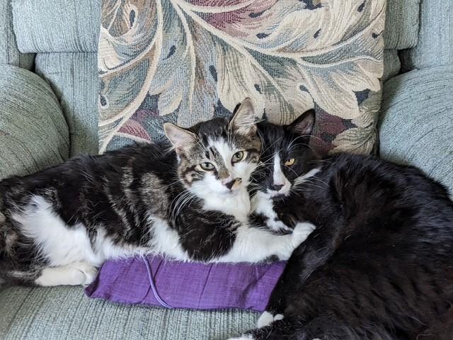 Enlarge Bert & Ernie, a ADOPTABLE Domestic Long Hair in Coquitlam, BC image 2/2