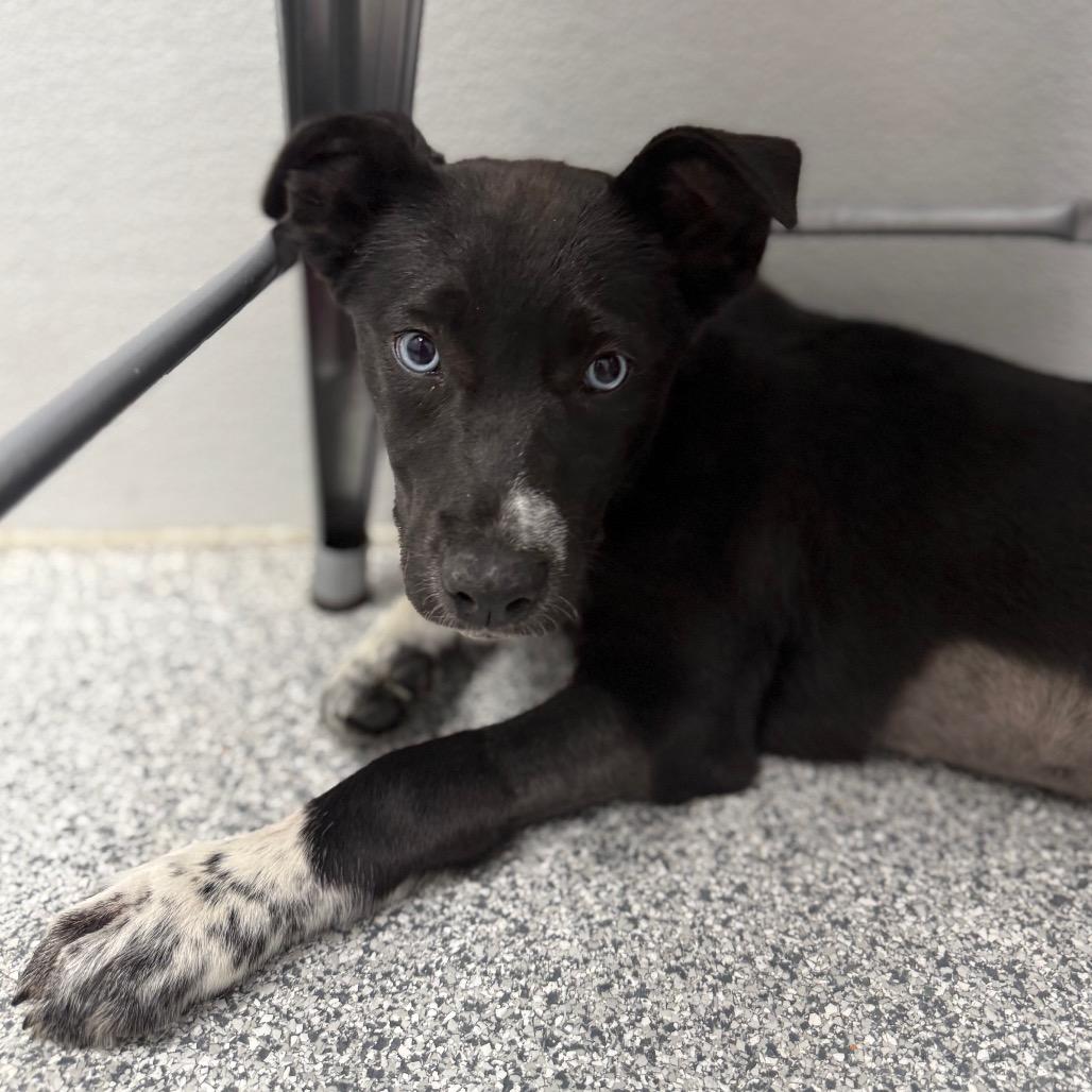 Bingo, ADOPTABLE, Puppy Female Border Collie & Mixed Breed.