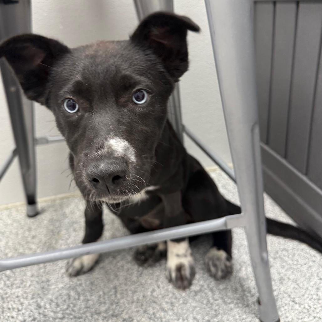 Enlarge Bingo, a ADOPTABLE mixed breed in Monticello, IA image 2/2