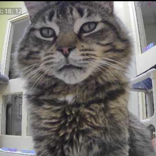 Jacob, Adoptable, Adult Male Domestic Short Hair.