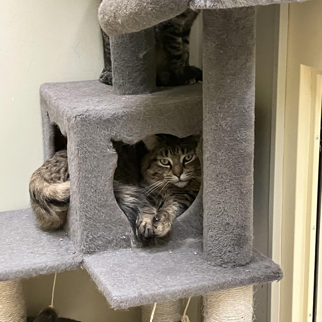 Enlarge Jacob, a Adoptable Domestic Short Hair in Burlington, ON image 2/5