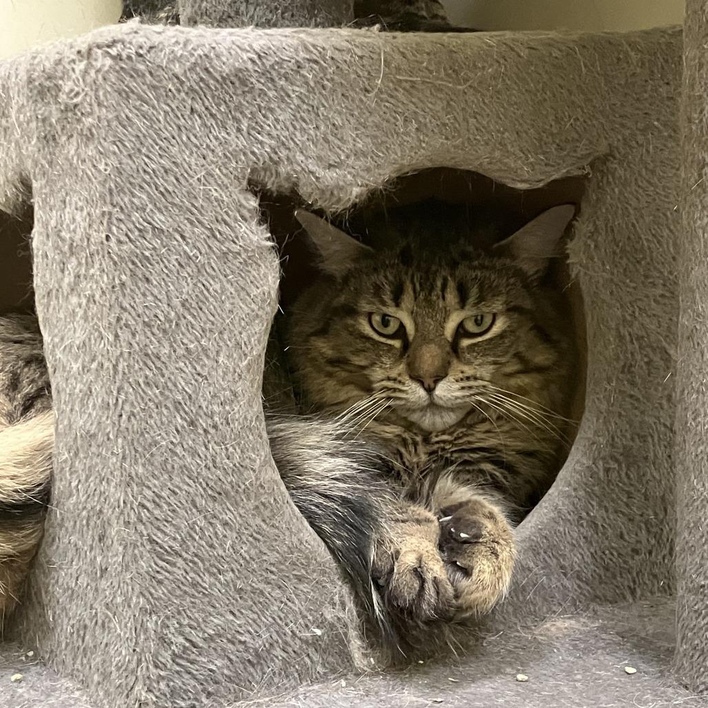 Enlarge Jacob, a Adoptable Domestic Short Hair in Burlington, ON image 3/5