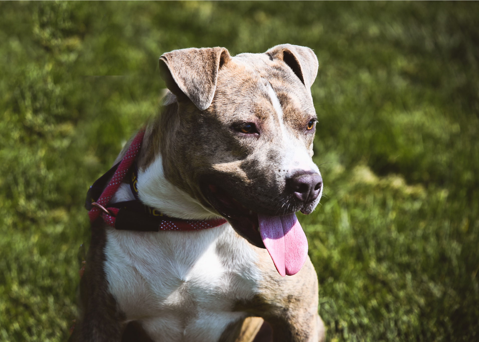 Greyson, Adult Male Pit Bull Terrier