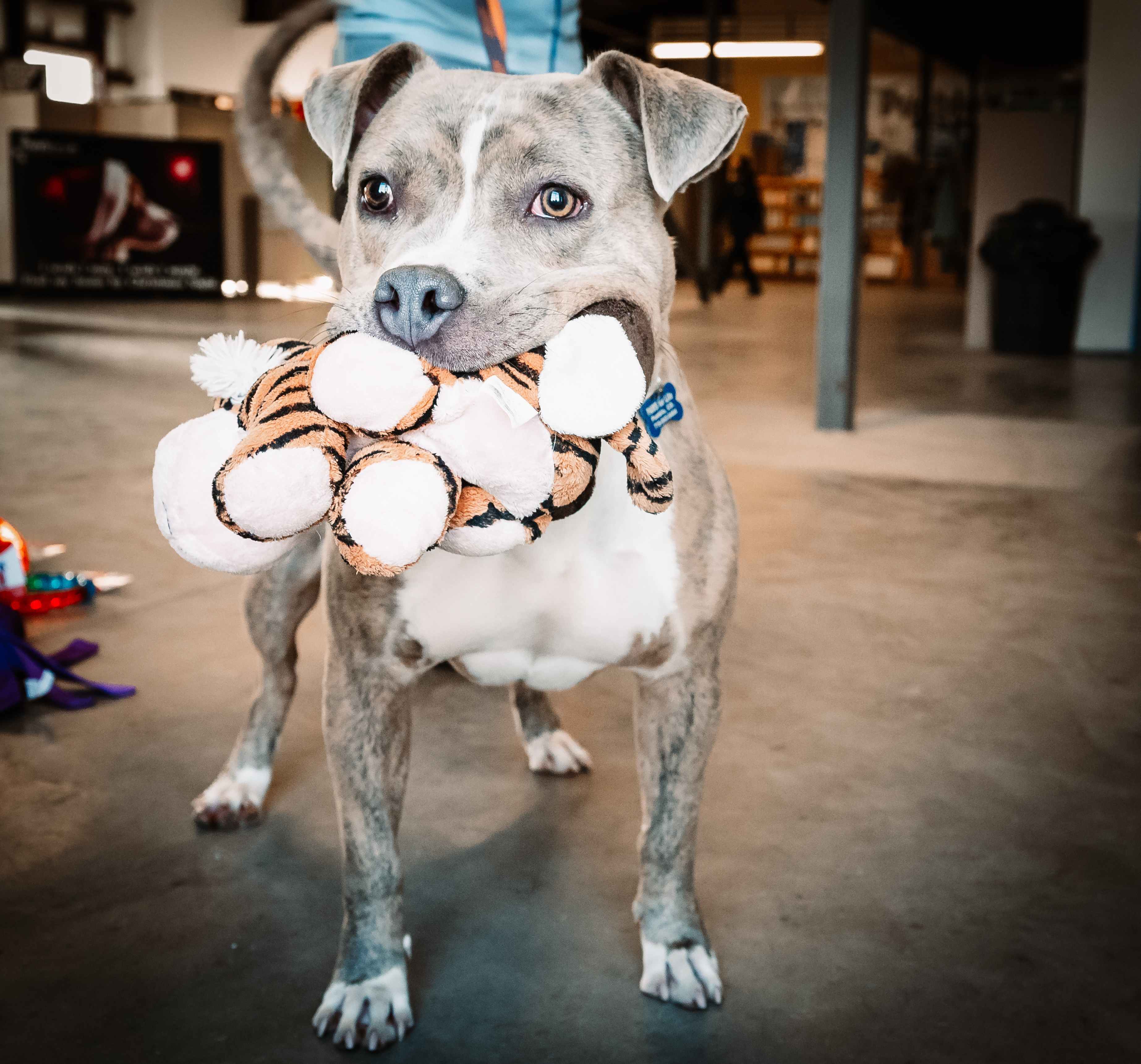 Greyson, a Adoptable mixed breed in Pueblo, CO image 3/6