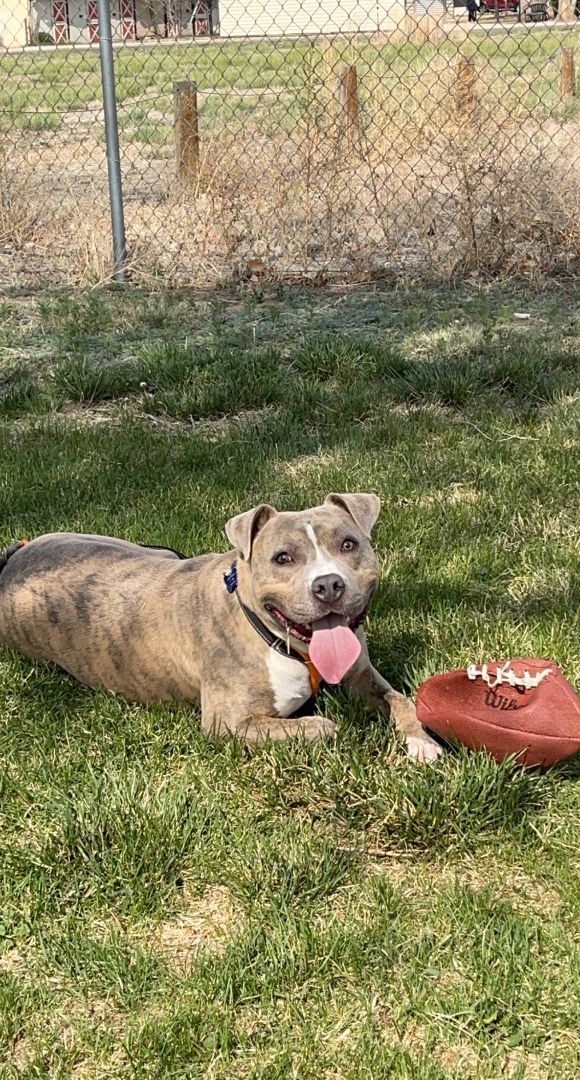 Greyson, a Adoptable mixed breed in Pueblo, CO image 6/6