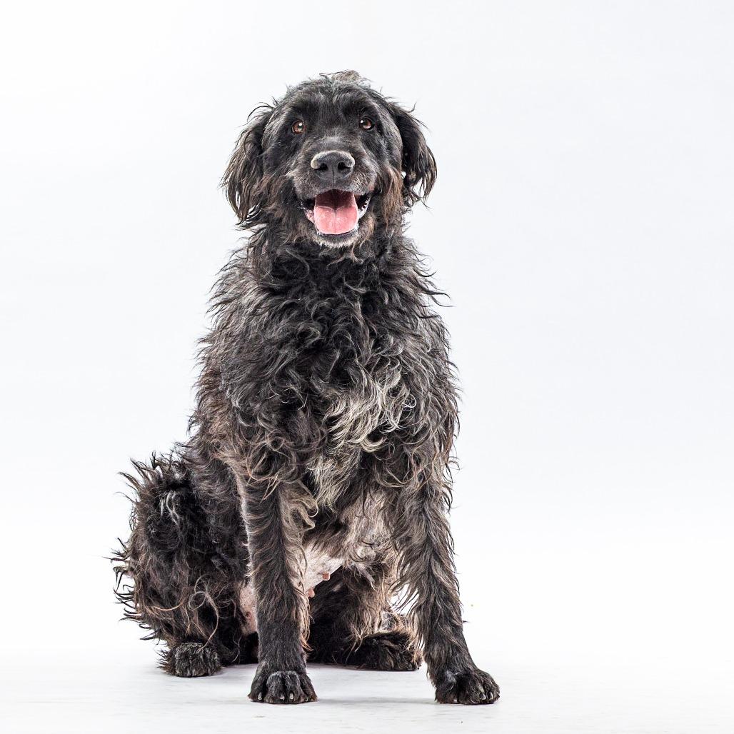 Mollie, Adoptable, Adult Female German Wirehaired Pointer.