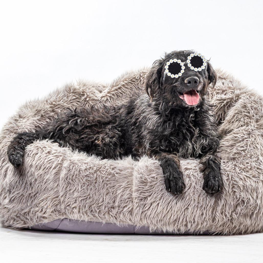 Enlarge Mollie, a Adoptable German Wirehaired Pointer in Reno, NV image 2/4