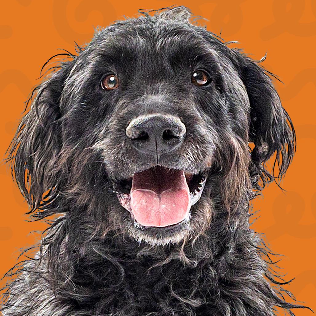 Enlarge Mollie, a Adoptable German Wirehaired Pointer in Reno, NV image 3/4