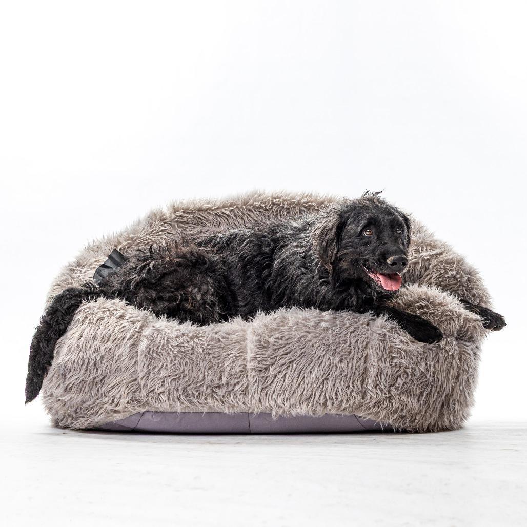 Enlarge Mollie, a Adoptable German Wirehaired Pointer in Reno, NV image 4/4