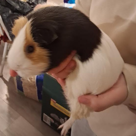 Enlarge Winnifred, a ADOPTABLE Guinea Pig in Blue Earth, MN image 2/3