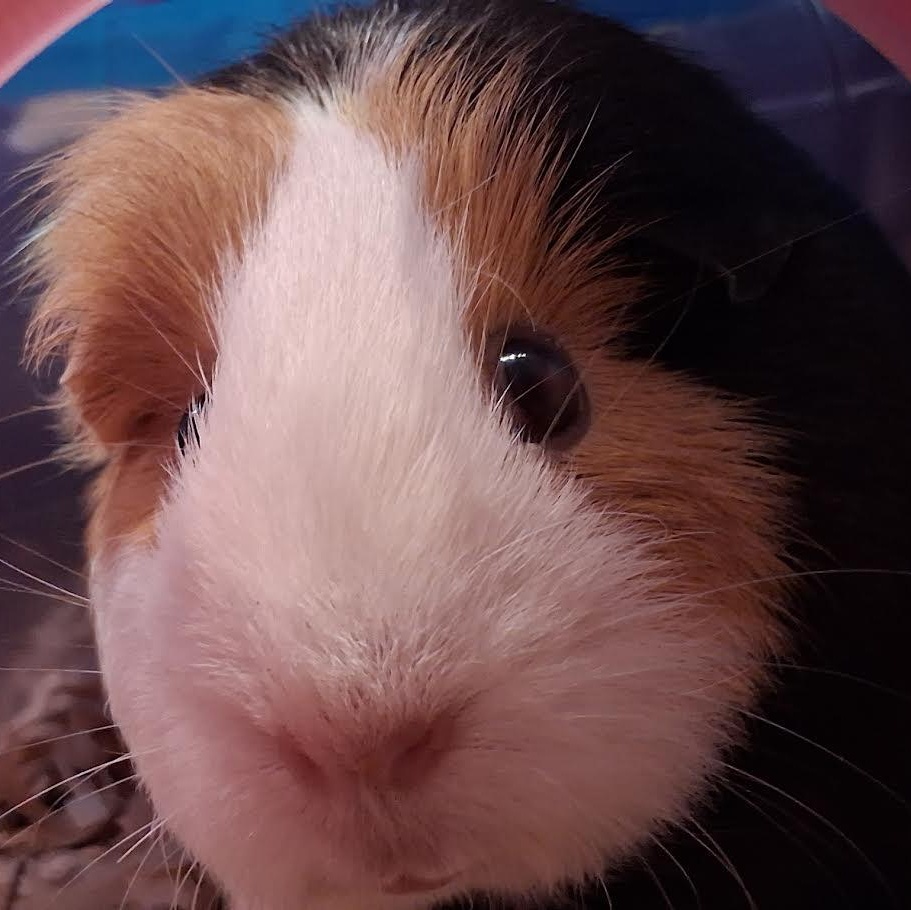 Enlarge Winnifred, a ADOPTABLE Guinea Pig in Blue Earth, MN image 1/3