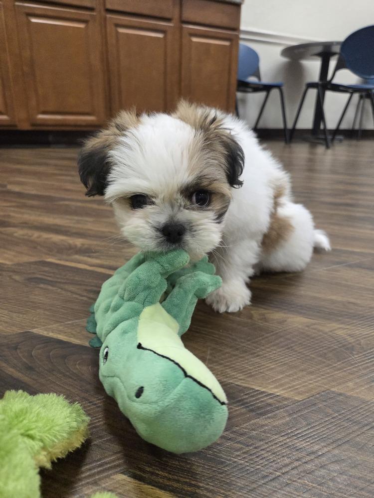 Enlarge Joy, a Adopted mixed breed in Richardson, TX image 2/6