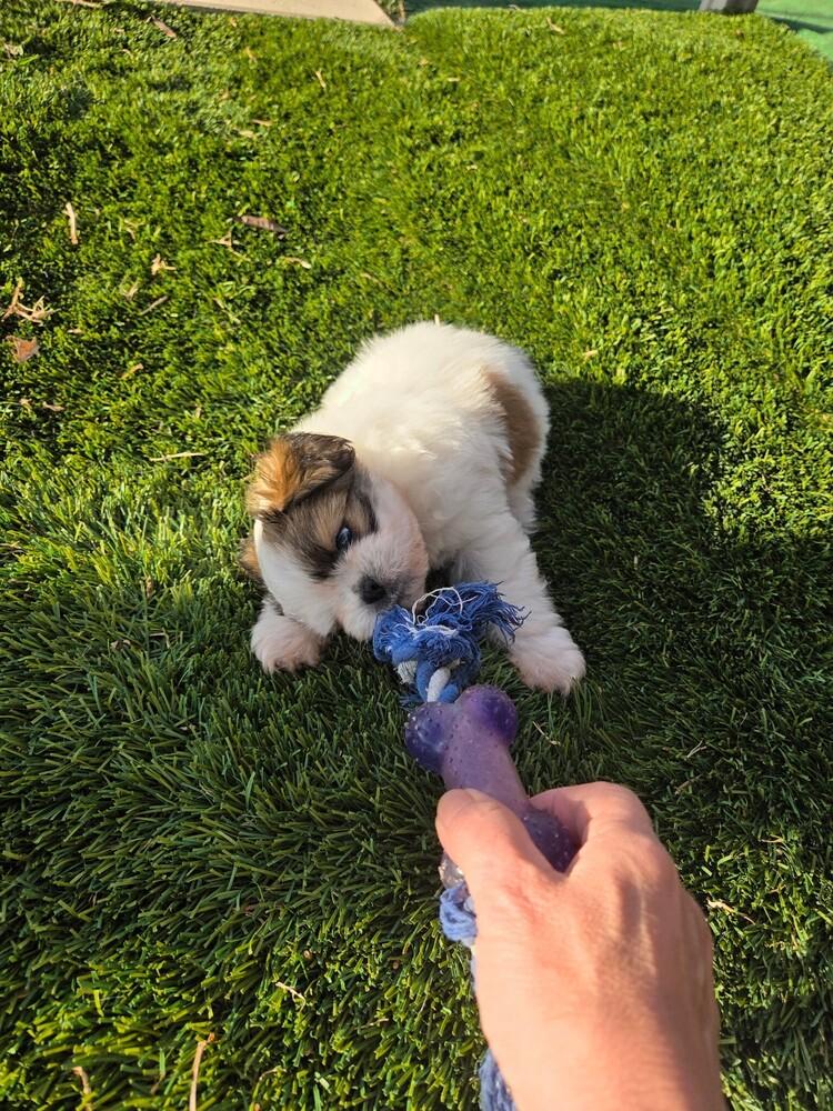 Enlarge Joy, a Adopted mixed breed in Richardson, TX image 3/6