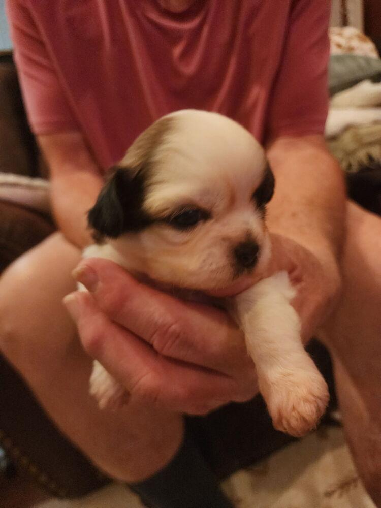 Enlarge Joy, a Adopted mixed breed in Richardson, TX image 4/6