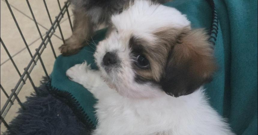 Enlarge Joy, a Adopted mixed breed in Richardson, TX image 6/6