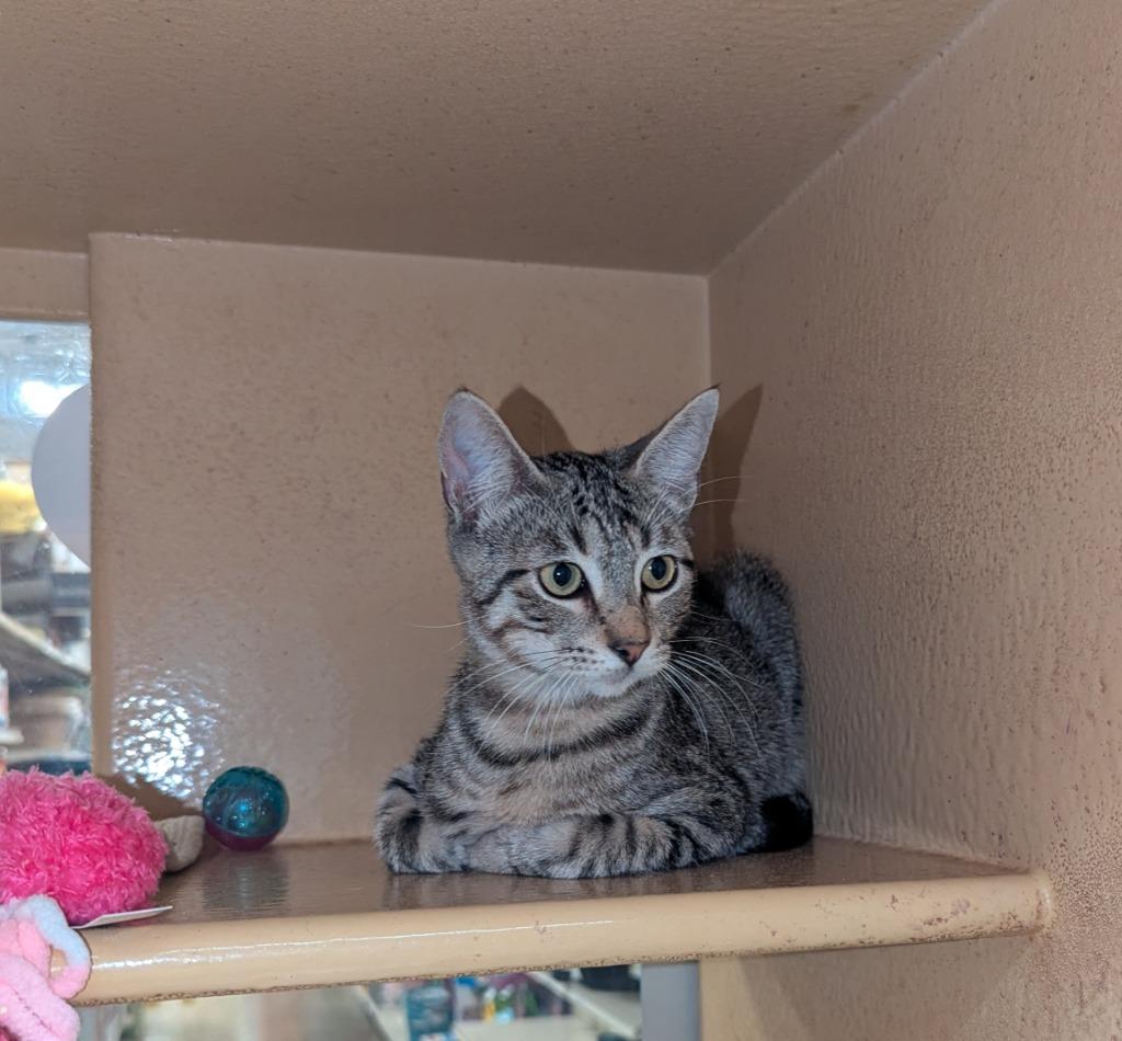 Simon, Adoptable, Kitten Male Domestic Short Hair.