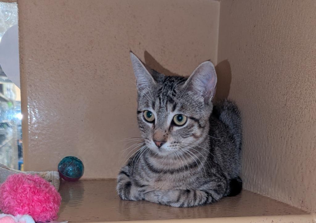 Enlarge Simon, a Adoptable mixed breed in Rowlett, TX image 2/3