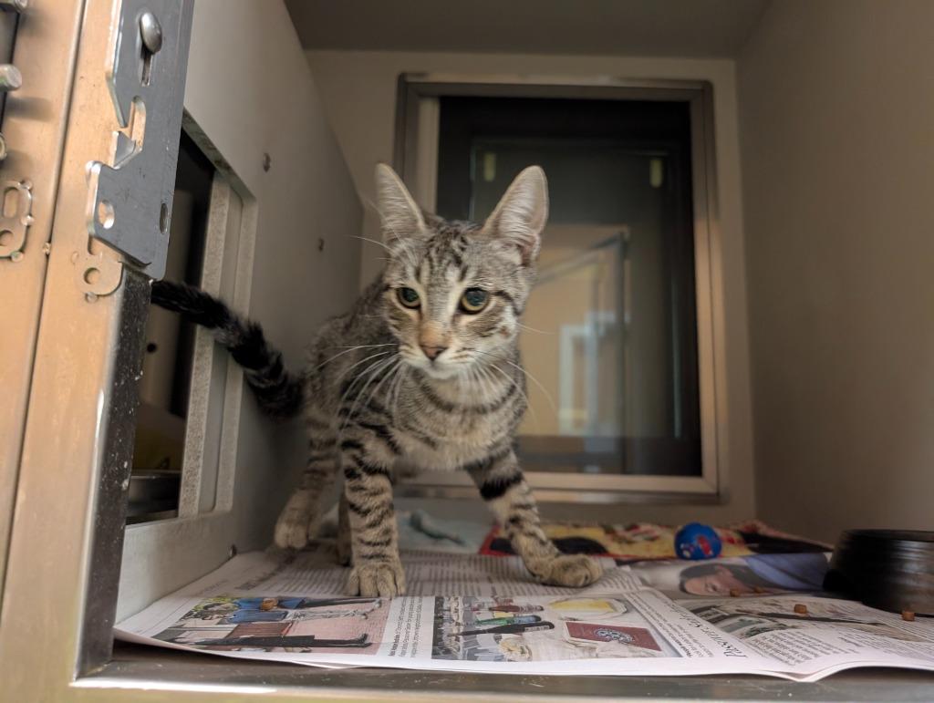 Enlarge Simon, a Adoptable mixed breed in Rowlett, TX image 3/3