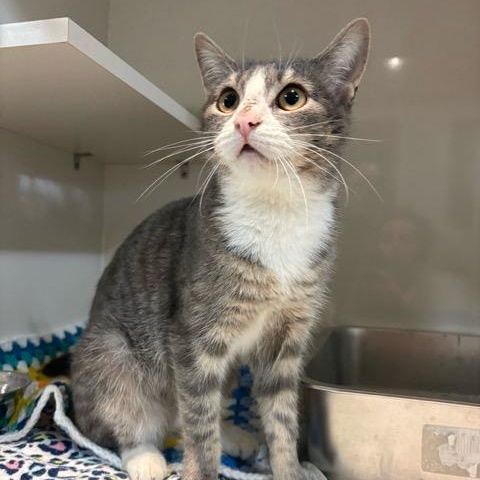 Enlarge Smokey, a Adoptable Domestic Short Hair in East Brunswick, NJ image 5/5