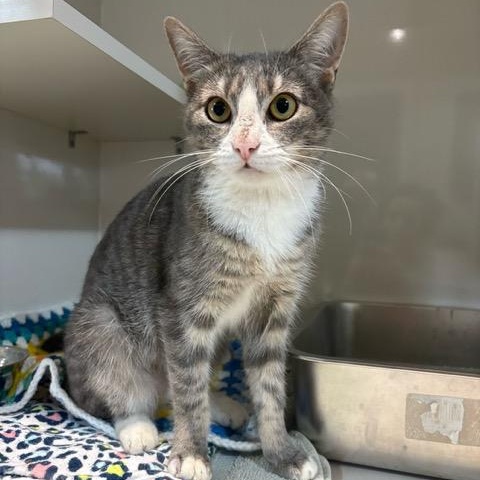 Enlarge Smokey, a Adoptable Domestic Short Hair in East Brunswick, NJ image 2/5