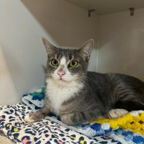 Enlarge Smokey, a Adoptable Domestic Short Hair in East Brunswick, NJ image 3/5