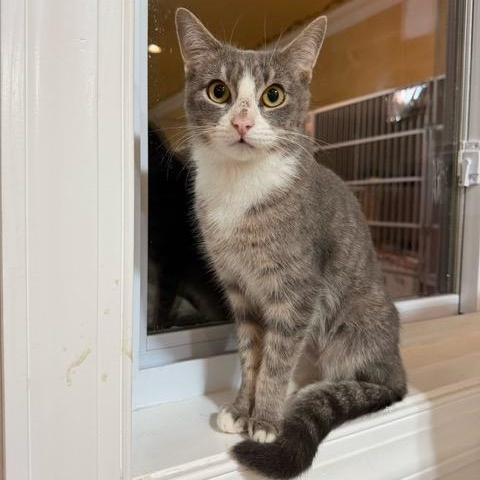 Enlarge Smokey, a Adoptable Domestic Short Hair in East Brunswick, NJ image 4/5