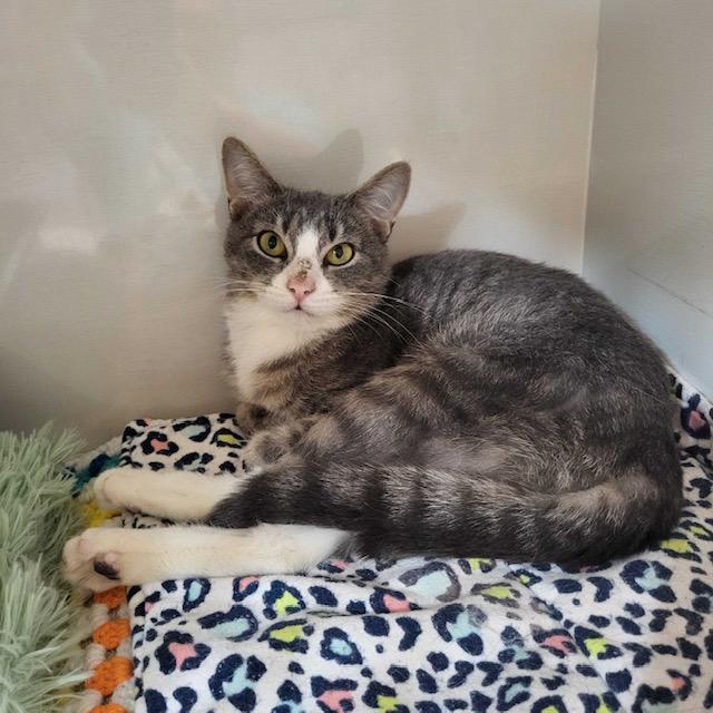 Enlarge Smokey, a Adoptable Domestic Short Hair in East Brunswick, NJ image 1/5