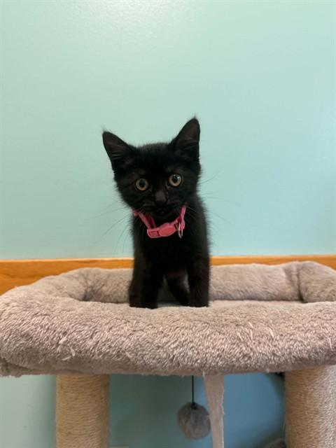 FUNNEL CAKE, Adoptable, Kitten Female Domestic Short Hair.