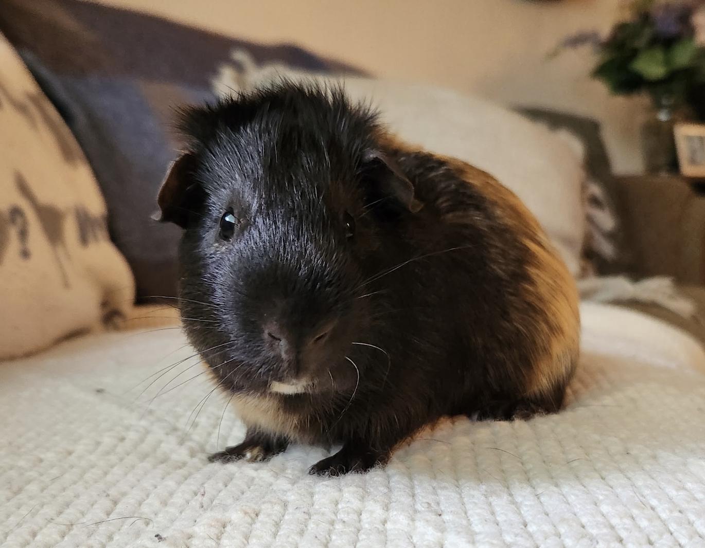 Enlarge Eddie, a Adopted Guinea Pig in Minneapolis, MN image 2/2