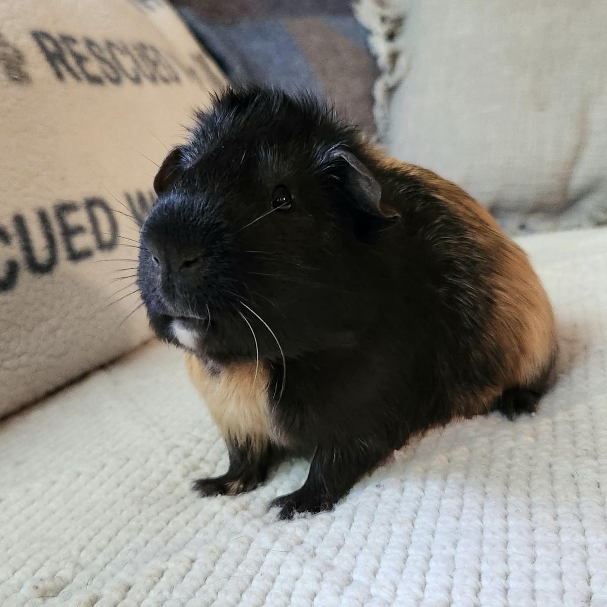 Eddie, Adopted, Young Male Guinea Pig.