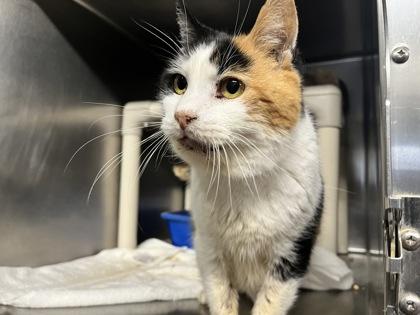 Divinity — thumbnail 2