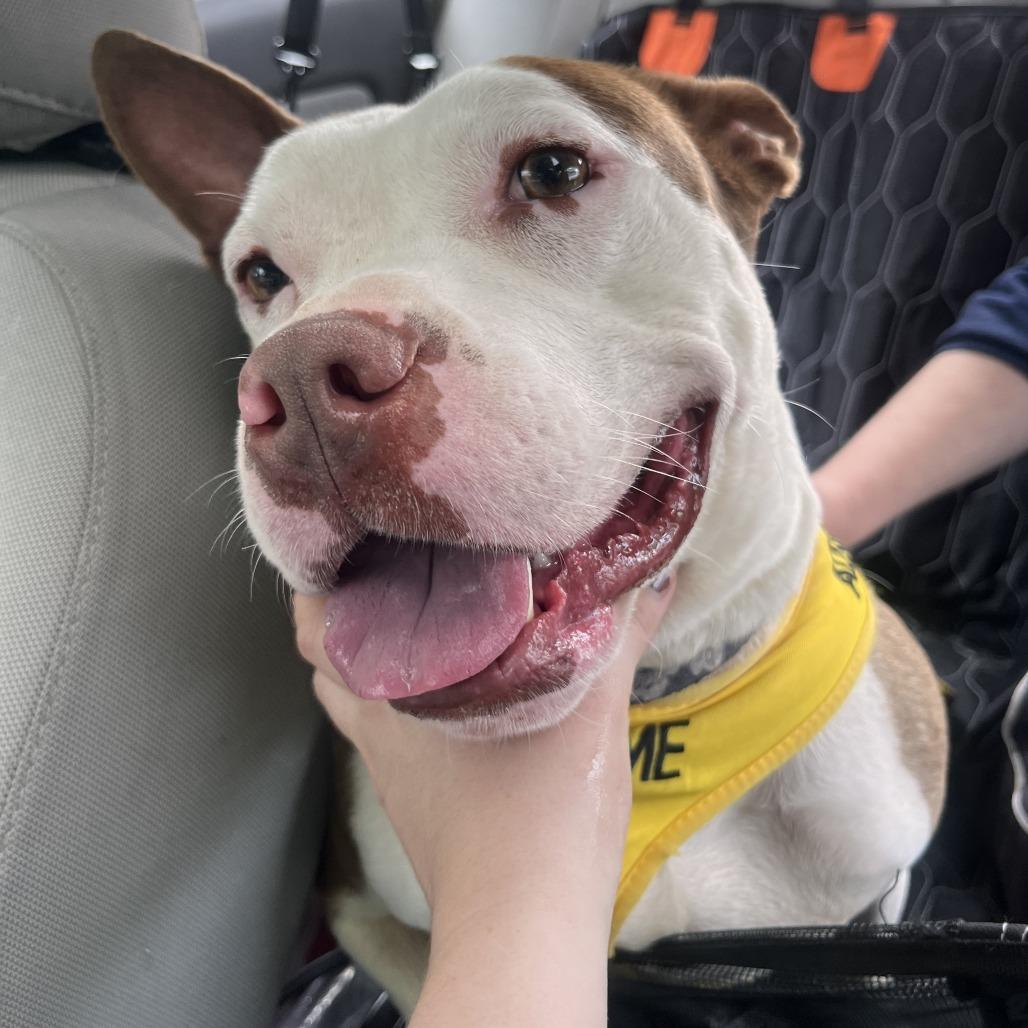 Brown Crown, Adoptable, Adult Male Mixed Breed.