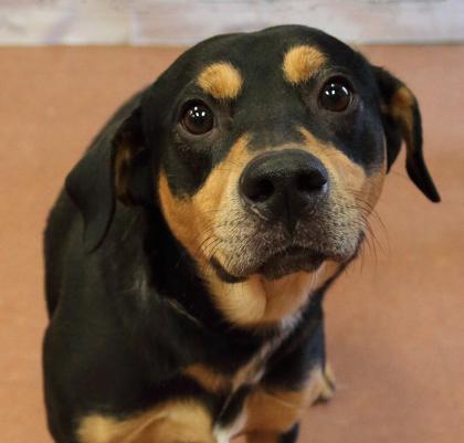 Valor — thumbnail 4