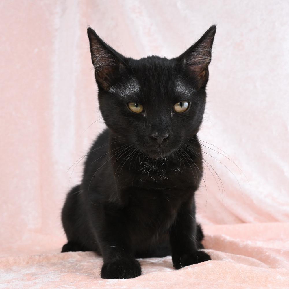 Parker, Adoptable, Kitten Male Domestic Short Hair.