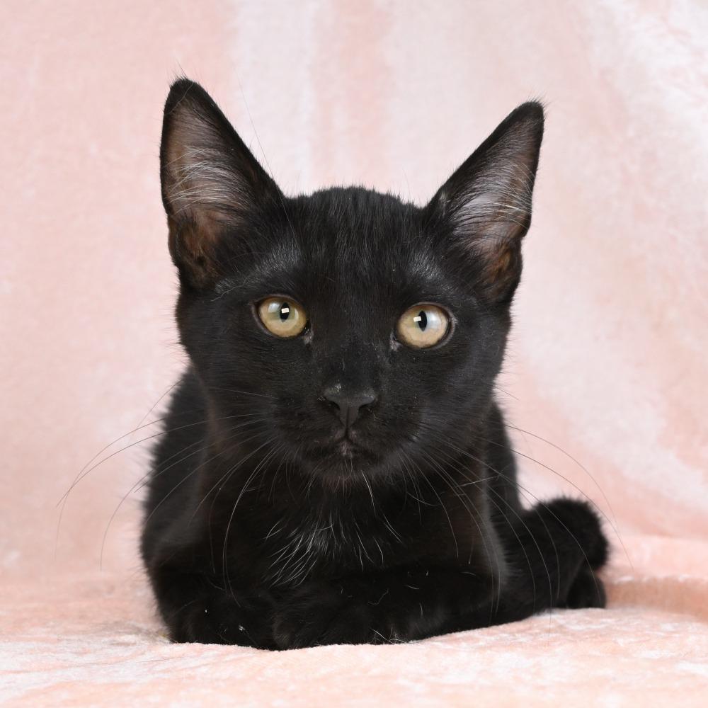 Enlarge Parker, a Adoptable Domestic Short Hair in Mobile, AL image 2/5