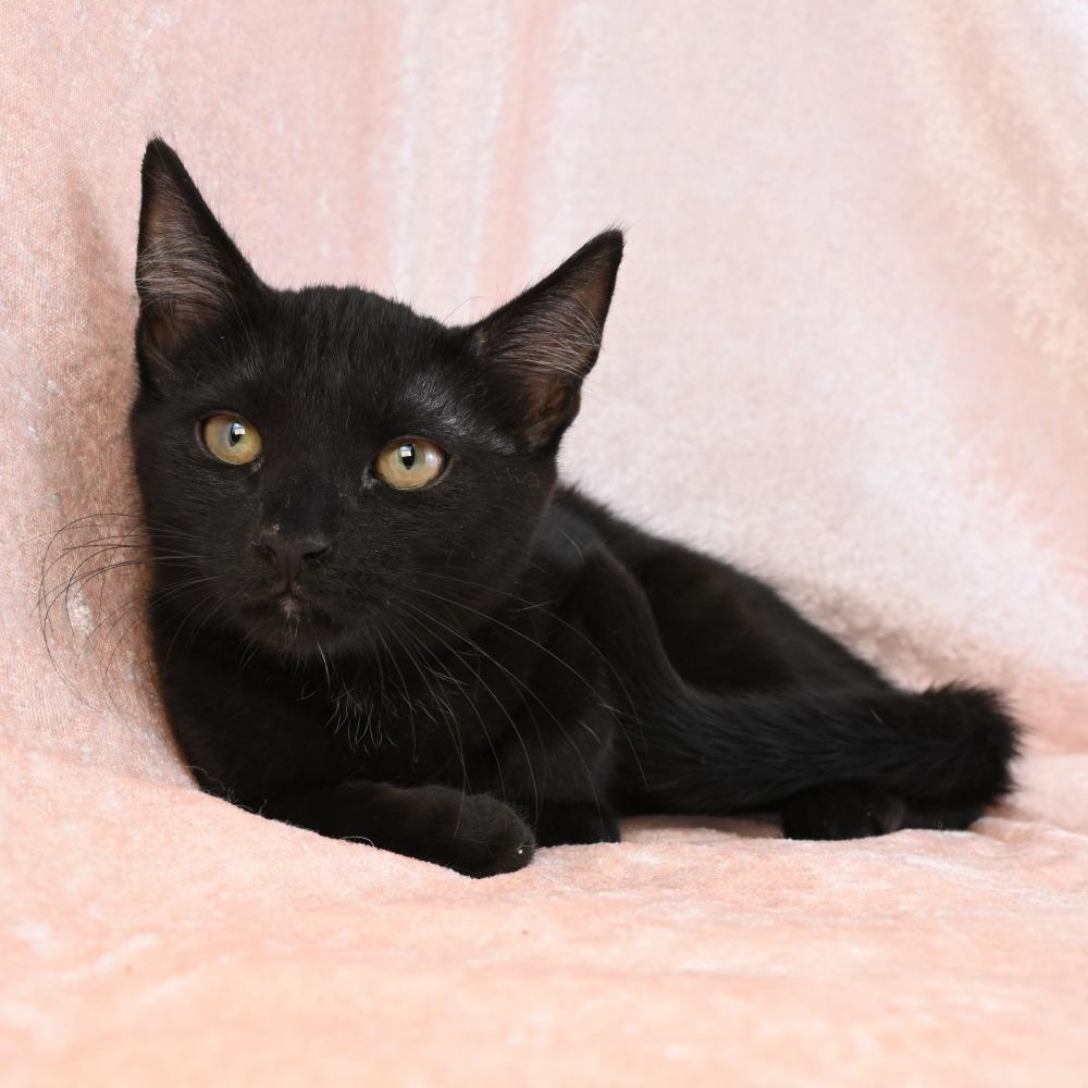 Enlarge Parker, a Adoptable Domestic Short Hair in Mobile, AL image 3/5