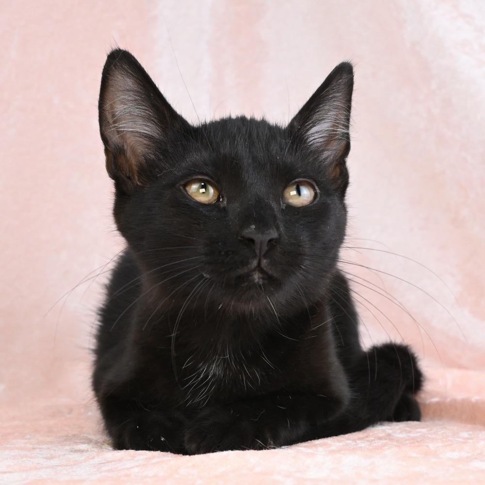 Enlarge Parker, a Adoptable Domestic Short Hair in Mobile, AL image 4/5