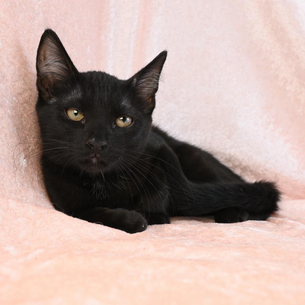 Enlarge Parker, a Adoptable Domestic Short Hair in Mobile, AL image 5/5