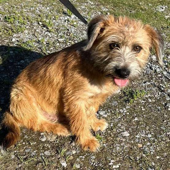Enlarge Ken, a Adopted Wheaten Terrier in Grand Bay, AL image 1/1
