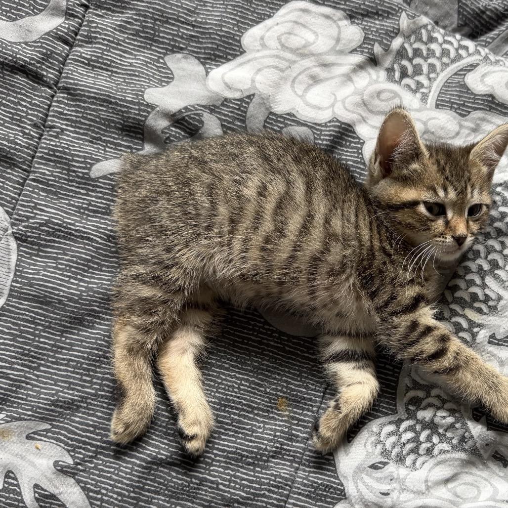 Enlarge Rumpy, a Adoptable Manx in Silver Spring, MD image 1/2