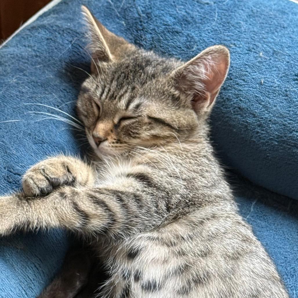 Rumpy, a Adoptable Manx in Silver Spring, MD image 2/6
