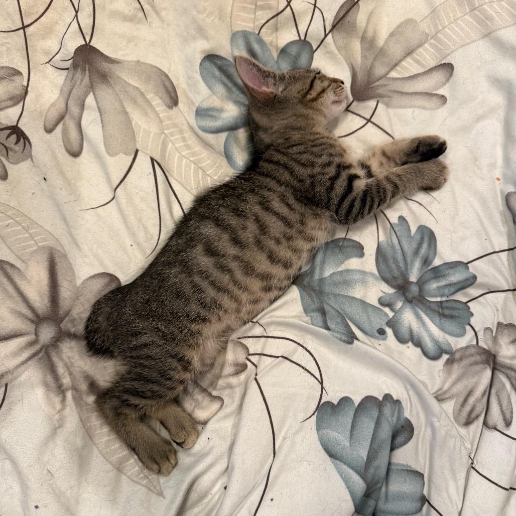 Rumpy, a Adoptable Manx in Silver Spring, MD image 2/6