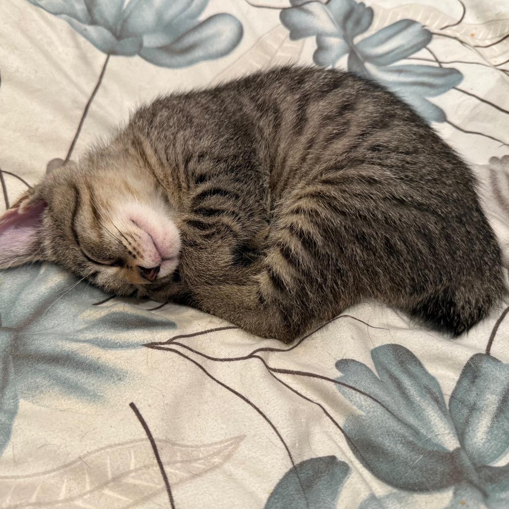 Rumpy, a Adoptable Manx in Silver Spring, MD image 6/6