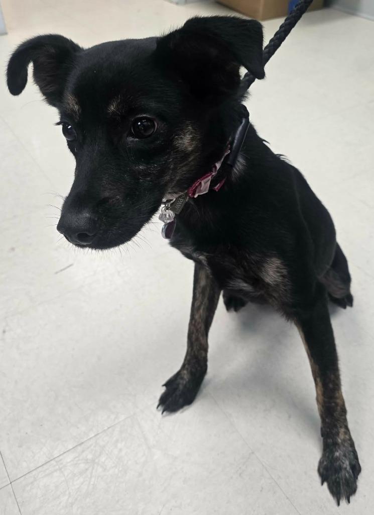 Bella, Adoptable, Puppy Female German Shepherd Dog.
