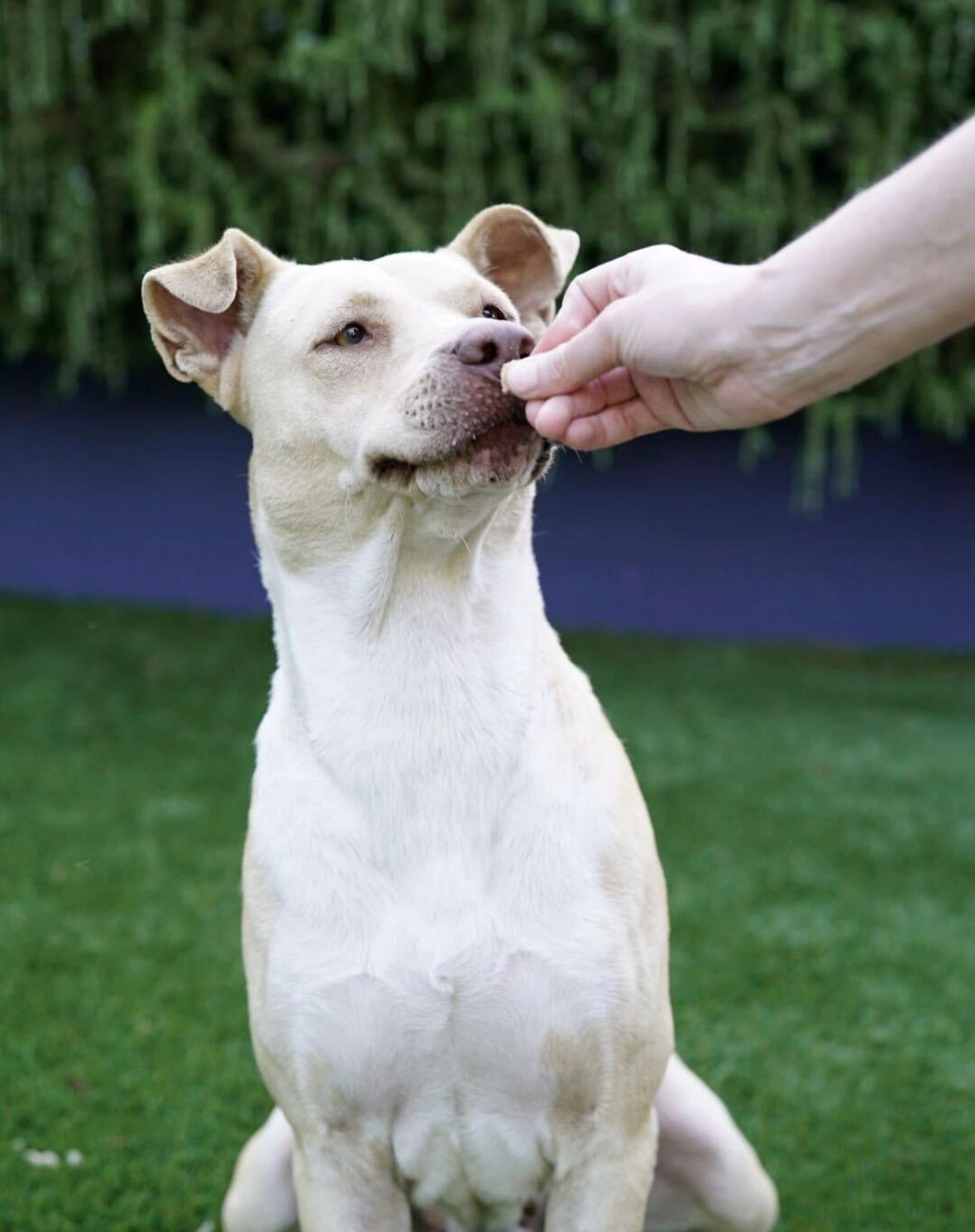 Enlarge Jade, a Adoptable mixed breed in Pasadena, CA image 3/6