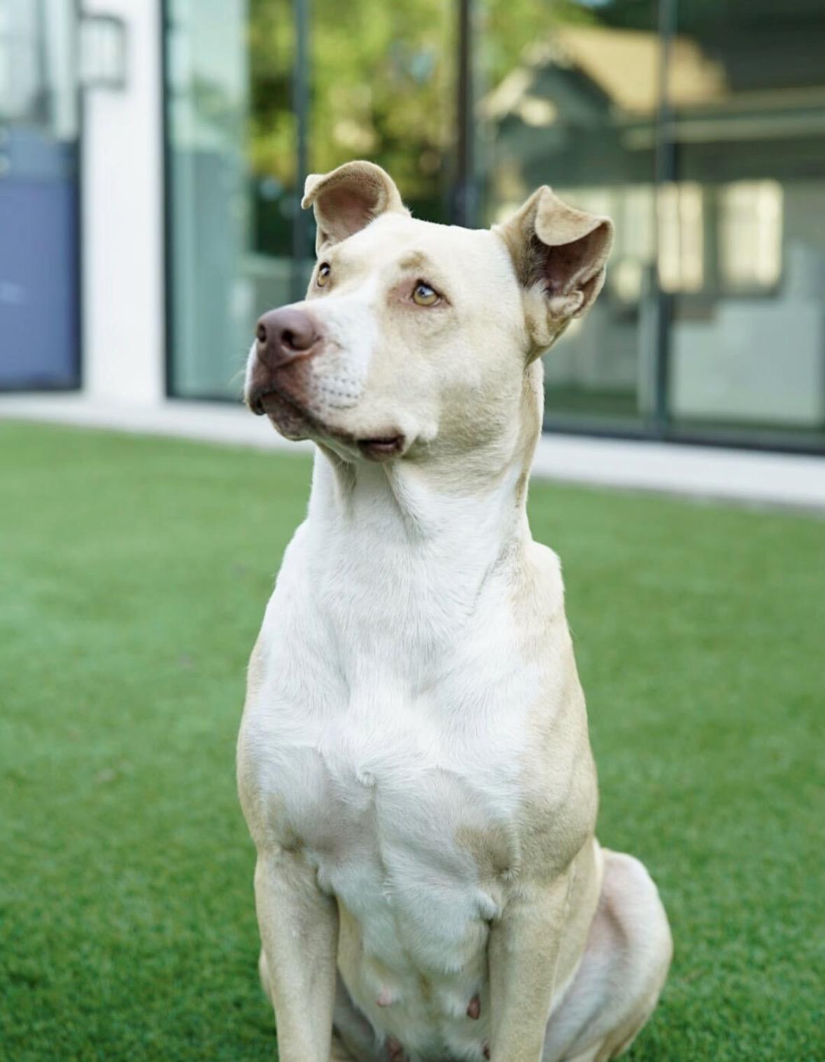 Enlarge Jade, a Adoptable mixed breed in Pasadena, CA image 6/6